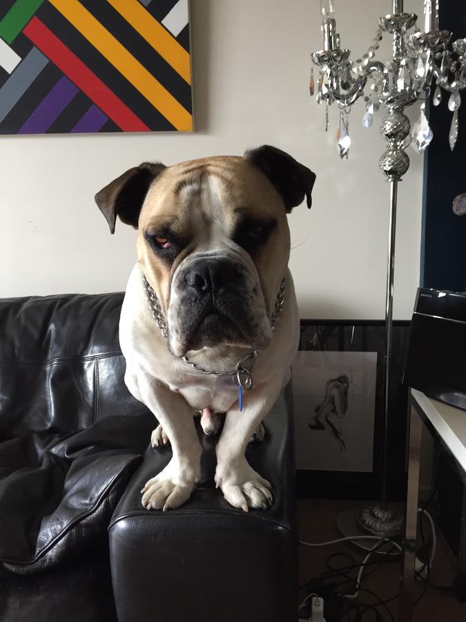 Cool Apartment, Central To Everything, Share With 2X Bulldogs Auckland Eksteriør billede