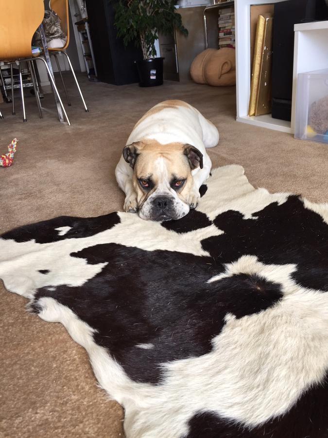 Cool Apartment, Central To Everything, Share With 2X Bulldogs Auckland Værelse billede